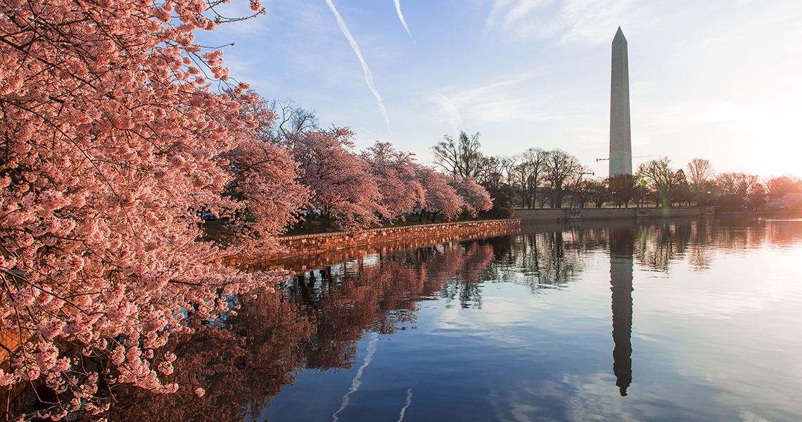 Washington monument and the tidal basin and cherry blossoms