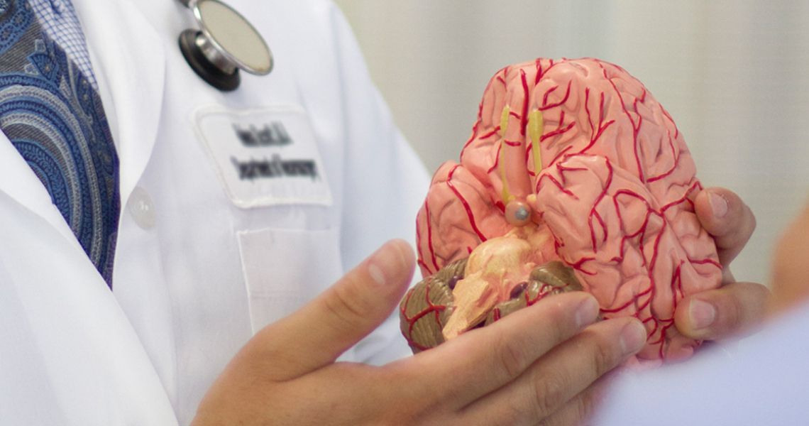 Doctor holding a model of a brain